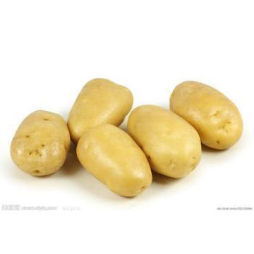 Frische Kartoffel aus China